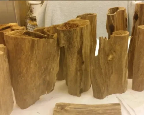 Matured and Inoculated Whole Tree Trunks