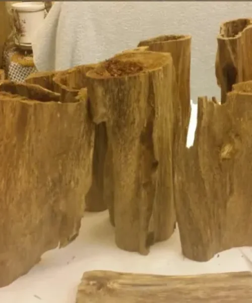 Matured and Inoculated Whole Tree Trunks