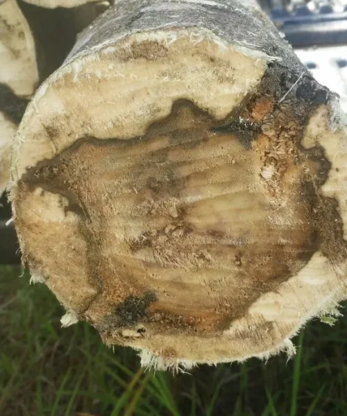 RAL171 after 1.5 - 2 years 2