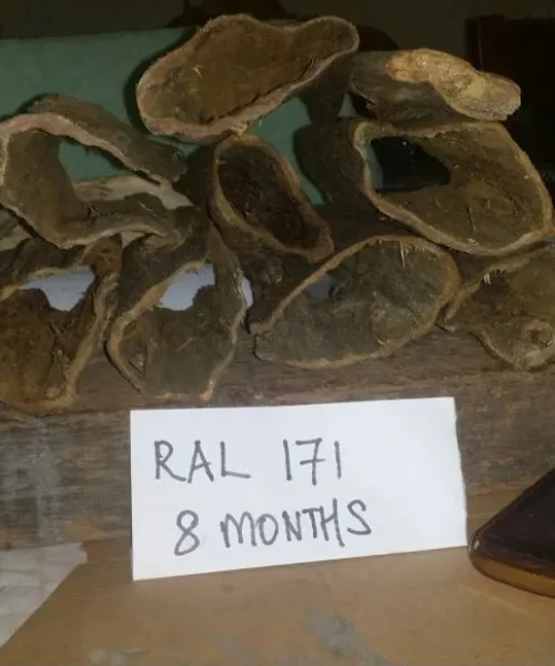 RAL171 after 8 months innoculation